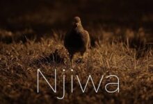 Photo of Shayvanny ft Timbulo | Njiwa [Download Audio]